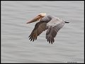 _4SB9529 brown pelican